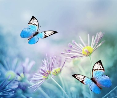 Güzel mavi kelebek ve pembe çiçekler. Yaz ve bahar arka plan