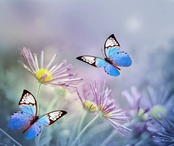 Hermosa Mariposa Azul Flores Rosadas —  Fotos de Stock