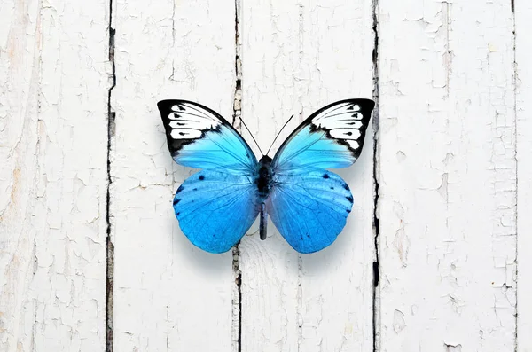 Hermosa Mariposa Aislada Sobre Fondo Madera Blanca — Foto de Stock