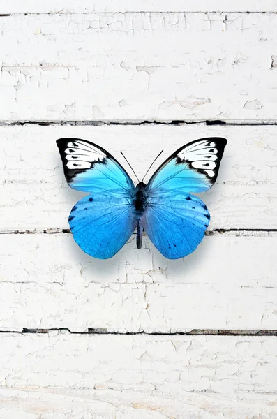 Hermosa mariposa aislada sobre un fondo de madera blanca — Foto de Stock
