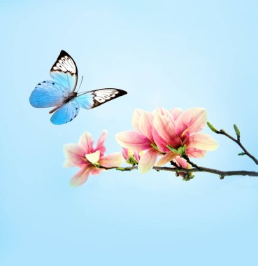 Pembe Çiçek Manolya, gökyüzü arka plan güzel kelebeği