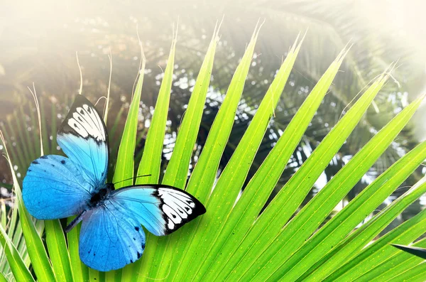 Beautiful blue butterfly sitting on green leaves — Stock Photo, Image