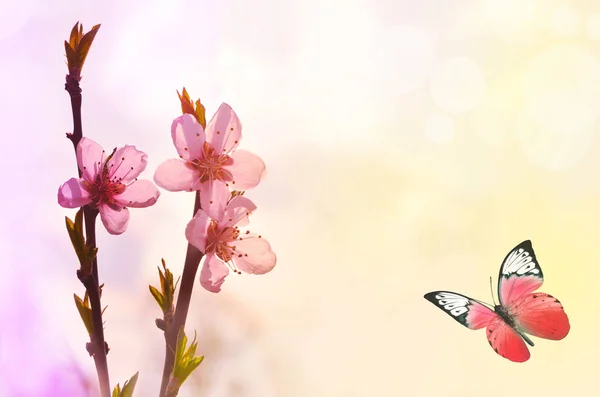 Prachtige vlinder en roze bloem, gele achtergrond — Stockfoto