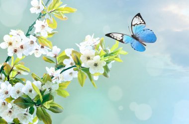 beyaz çiçek, gökyüzü arka plan güzel kelebeği.