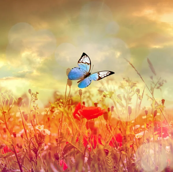 Gyönyörű Pillangó Szép Virágok Nyári Táj — Stock Fotó