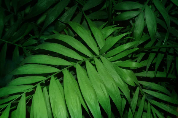 热带棕榈叶绿色纹理背景 — 图库照片