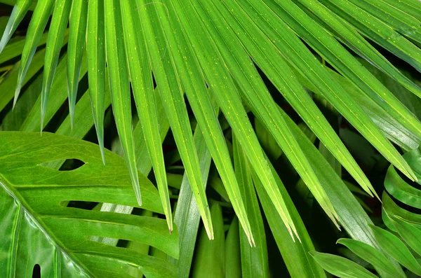 热带棕榈叶绿色纹理背景 — 图库照片