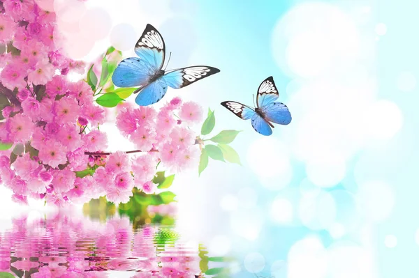 Beau Papillon Sur Fleur Rose Fond Ciel — Photo
