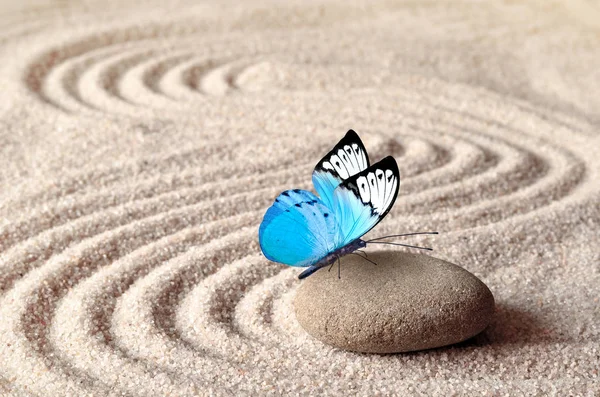 Синій яскравий метелик на дзен-камені з візерунками кола в зерновому піску . — стокове фото