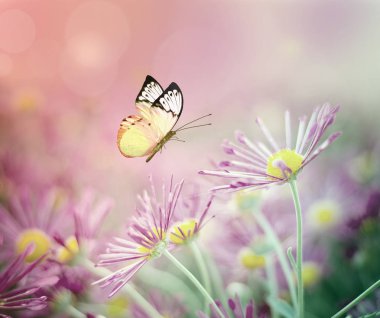 Güzel kelebek ve pembe çiçekler. Yaz arka plan.
