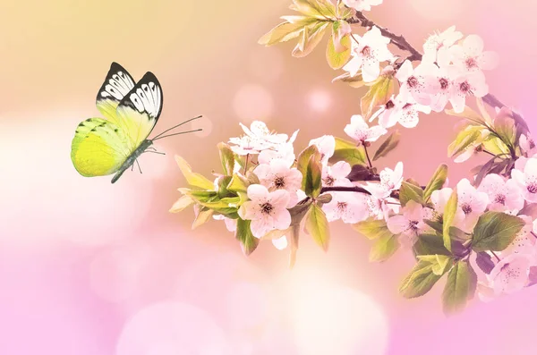 白い花 ピンクの背景に美しい蝶 — ストック写真