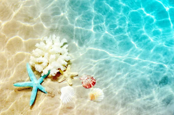 ヒトデ サンゴと海の水の夏ビーチで貝殻です 夏の背景 夏の時間 — ストック写真