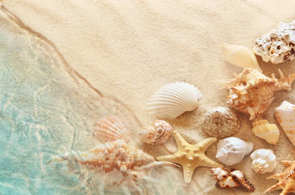 Starfish and seashell on the summer beach in sea water. Summer background. Summer time. — Stock Photo, Image