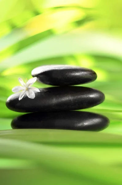 Zen stones with leaves and white flower. Spa concept. — Stock Photo, Image