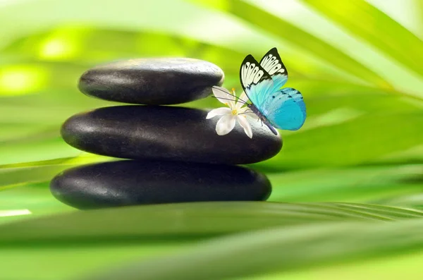 Butterfly, Balanced Stones. Palm Leaf. Zen and Spa Concept. — Stock Photo, Image