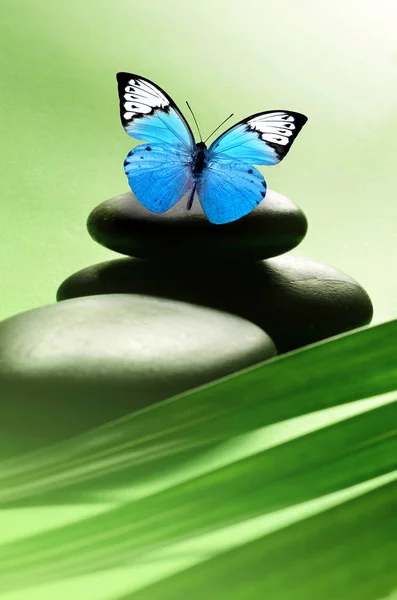 Schmetterling, ausbalancierte Steine. Palmblatt. Zen und Wellness-Konzept. — Stockfoto