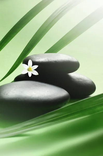 Pedras Zen Com Folhas Palmeira Flor Branca Conceito Spa — Fotografia de Stock