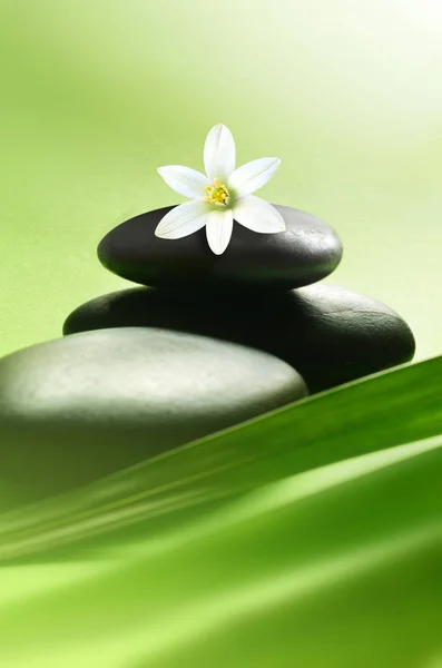Zen Stones Palm Leaves White Flower Spa Concept — Stock Photo, Image