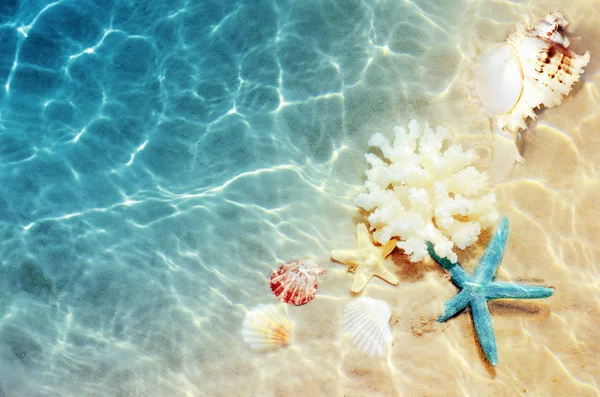 Zeeschelp Het Strand Van Zomer Zeewater Zomer Achtergrond Zomertijd — Stockfoto