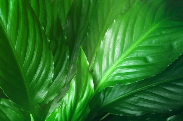 Green Leaves background, Creative layout made of green leaves. Плоский лежал. Концепция природы — стоковое фото