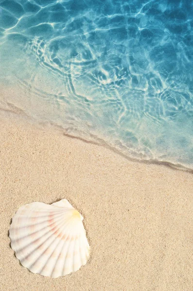 Seashell på sommaren stranden i havsvatten. Sommaren bakgrund. — Stockfoto