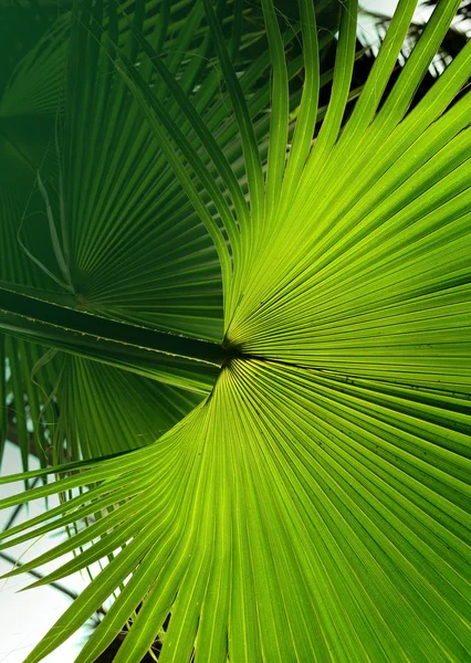 热带棕榈叶在庭院, 热带森林植物的绿叶为自然样式和背景 — 图库照片