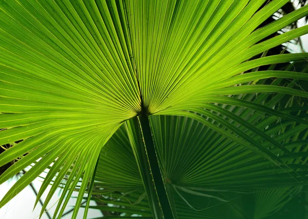 Folha de palma tropical no jardim, Folhas verdes de planta de floresta tropical para padrão de natureza e fundo — Fotografia de Stock