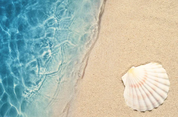 海の水で夏のビーチの貝殻。夏の背景. — ストック写真