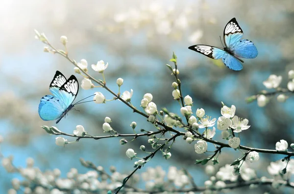 Wild Cherry blossom ve kelebek. Bahar.