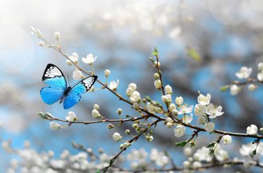 Wild Cherry blossom ve kelebek. Bahar.
