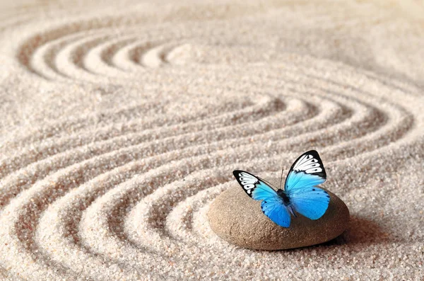 Papillon Bleu Vif Sur Une Pierre Zen Avec Des Motifs — Photo