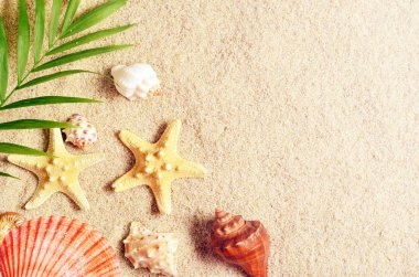 Yaz yeşil palmiye yaprağı ve kabukları ile arka plan. Beach doku. Uzay kopyalayın. Üstten Görünüm