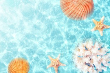 Deniz suyu yaz sahilde deniz kabuğu. Yaz arka plan. Yaz saati.
