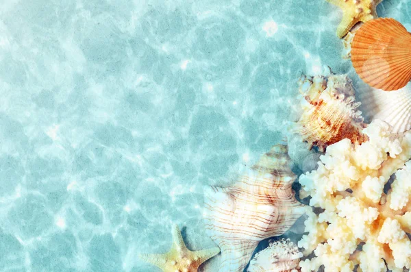 海の水で夏のビーチの貝殻。夏の背景。夏の時間. — ストック写真