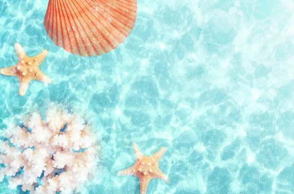 海の水で夏のビーチの貝殻。夏の背景。夏の時間. — ストック写真