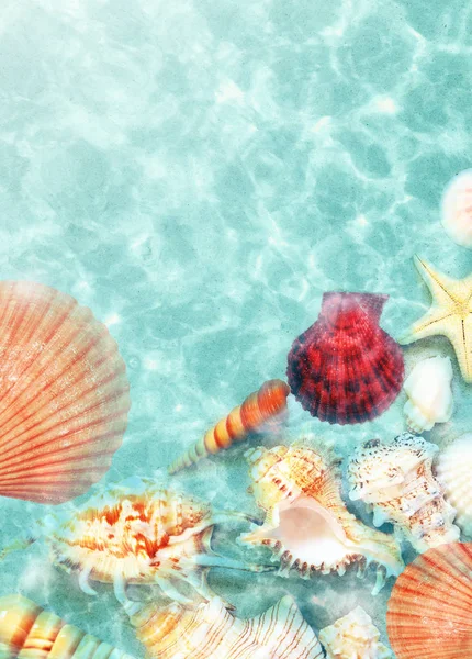 Seashell en la playa de verano en agua de mar. Fondo de verano. Hora de verano . — Foto de Stock