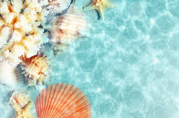 Seashell en la playa de verano en agua de mar. Fondo de verano. Hora de verano . — Foto de Stock