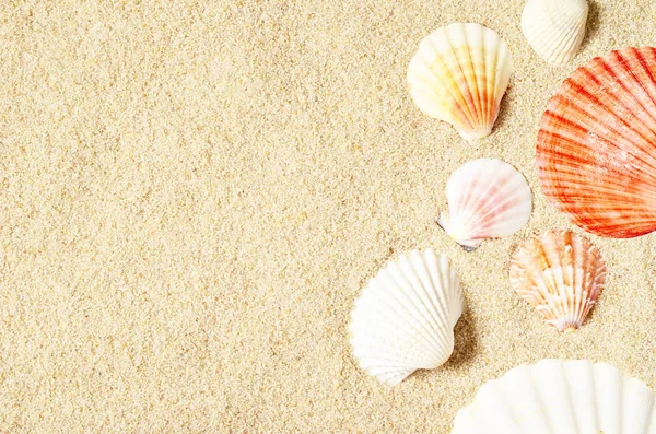 砂浜の貝殻。夏の背景。トップ表示 — ストック写真