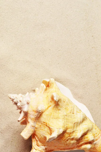 Seashell on sandy beach. Summer background. Concept travel. — Stock Photo, Image