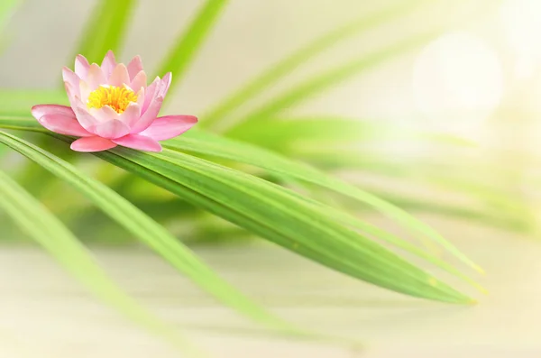 Rosa blomma lotus och gröna palmblad. Spa-konceptet. — Stockfoto