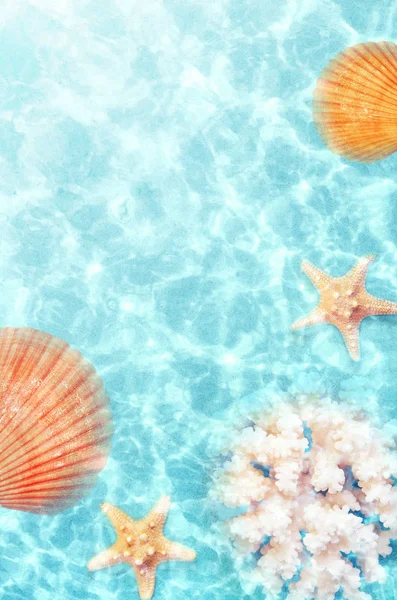 Coquillage sur la plage d'été dans l'eau de mer. Fond estival. Heure d "été . — Photo