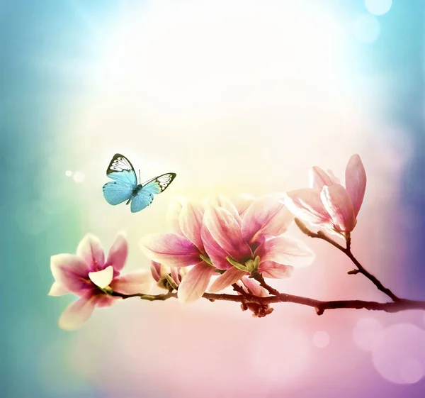 Vy över vackra magnolia och fjäril med blå himmel bakgrund. Vårens och sommarens koncept. — Stockfoto