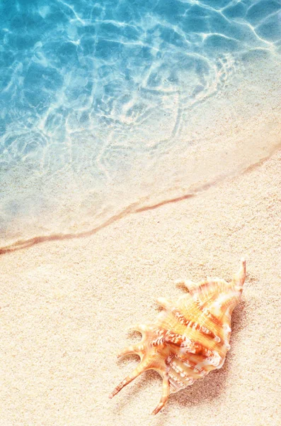 Η Seashell στην παραλία το καλοκαίρι στο νερό της θάλασσας. Με φόντο το καλοκαίρι. Θερινή ώρα. — Φωτογραφία Αρχείου