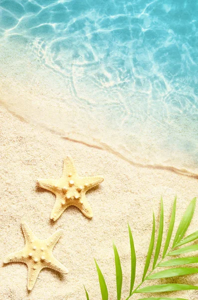 Yaz yeşil palmiye yaprağı ve denizyıldızı arka plan. Beach doku. Kopya alanı.
