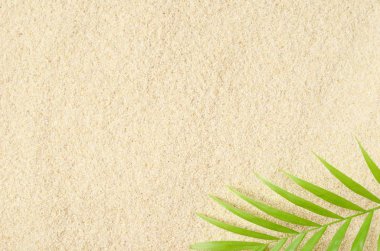 Palmiye ağaçları kum zemin üzerine bir dalı. Metin için kum dokusu yer. Palmiye yaprakları. Kum plaj.