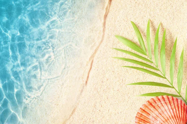 Sommerhintergrund mit grünem Palmblatt und Muscheln. Strandbeschaffenheit. Kopierraum. Ansicht von oben — Stockfoto