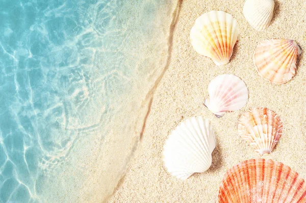 Seashell on the summer beach in sea water. Summer background. Summer time. — Stock Photo, Image