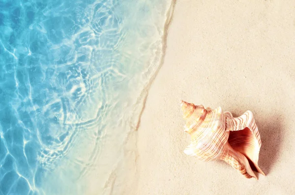 바다 물에 여름 해변에서 조개입니다. 여름 배경입니다. 여름. — 스톡 사진