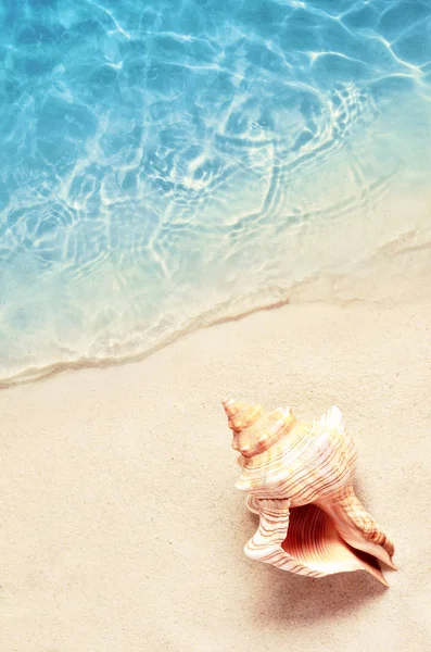 Muschel am Sommerstrand im Meerwasser. Sommer-Hintergrund. Sommerzeit. — Stockfoto