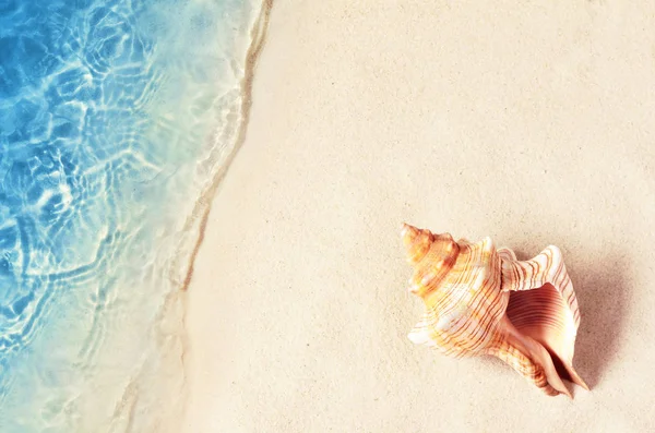 Muschel am Sommerstrand im Meerwasser. Sommer-Hintergrund. Sommer. — Stockfoto